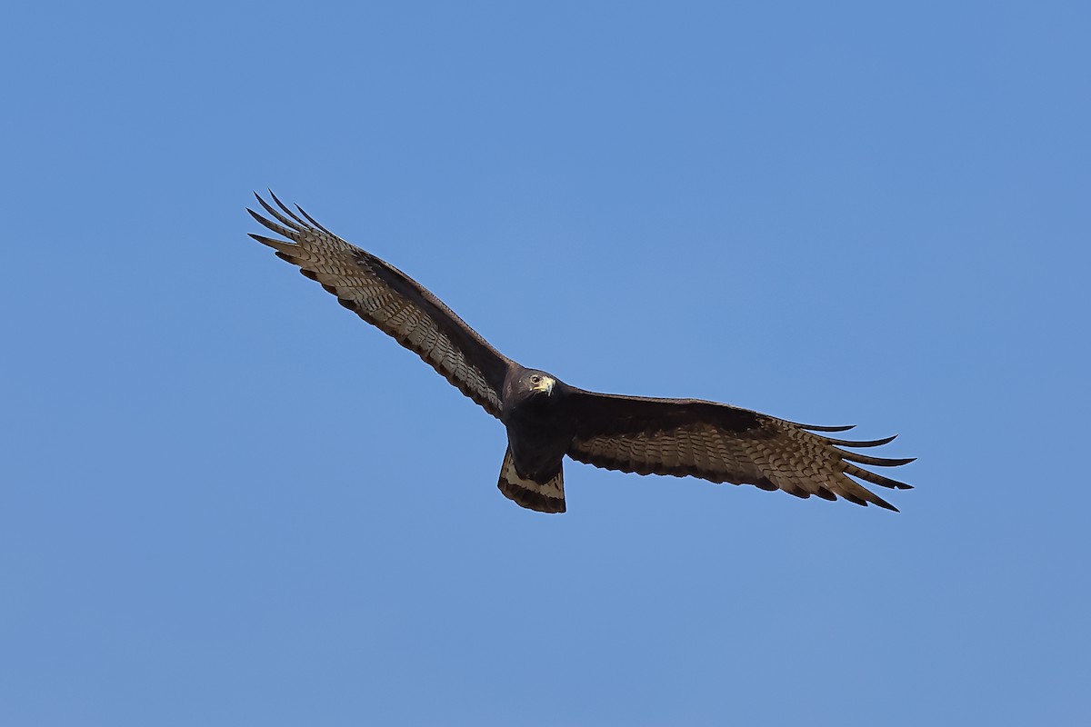 Zone-tailed Hawk - ML313604791