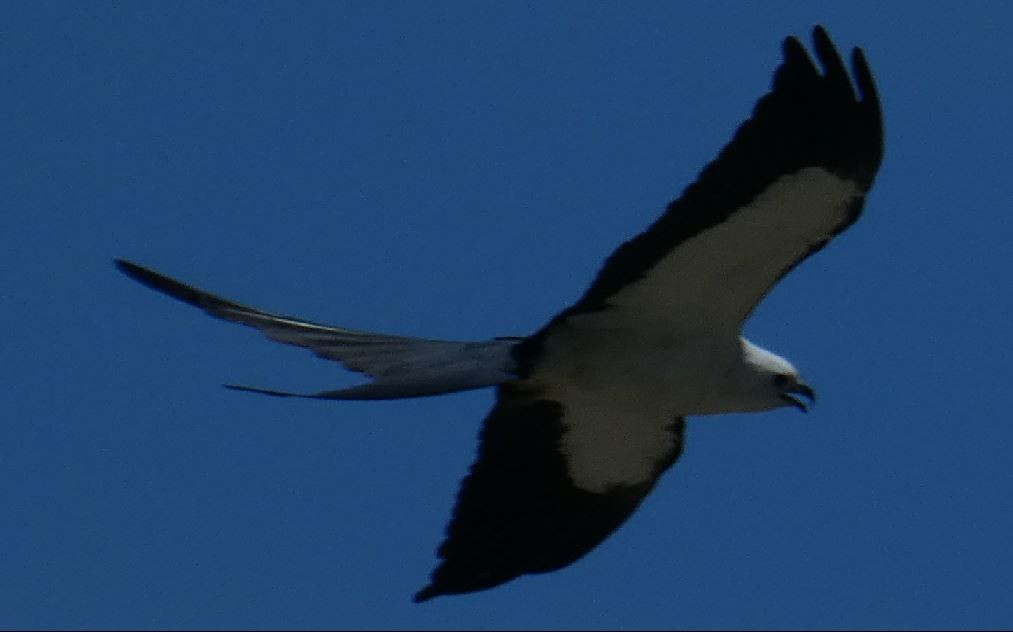 Swallow-tailed Kite - ML313611971