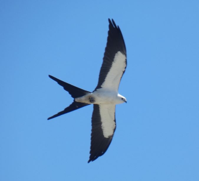 Swallow-tailed Kite - ML313612051