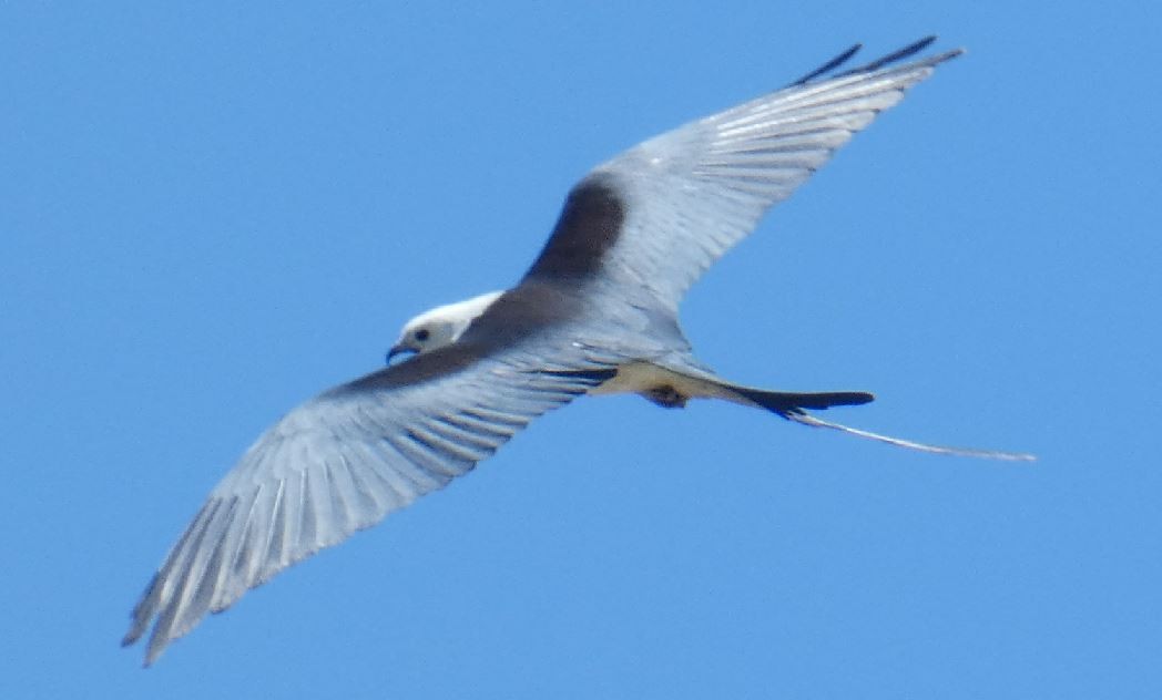 Swallow-tailed Kite - ML313612131