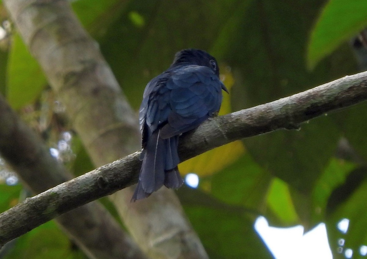 Square-tailed Drongo-Cuckoo - Chris Burwell