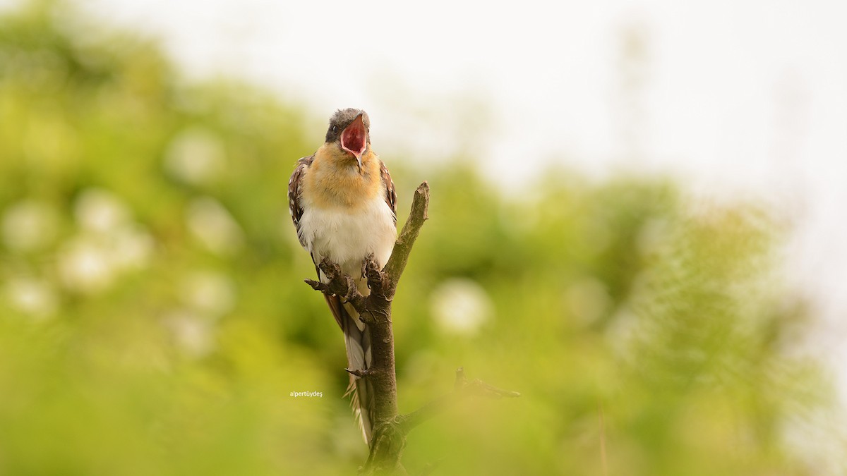 Great Spotted Cuckoo - Alper Tüydeş