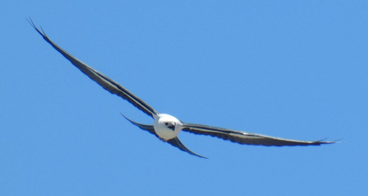 Swallow-tailed Kite - ML313614141