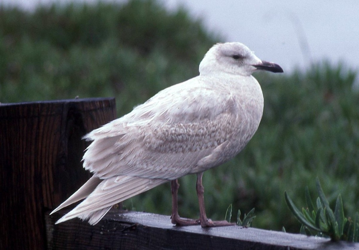 Glaucous-winged Gull - Bruce Deuel