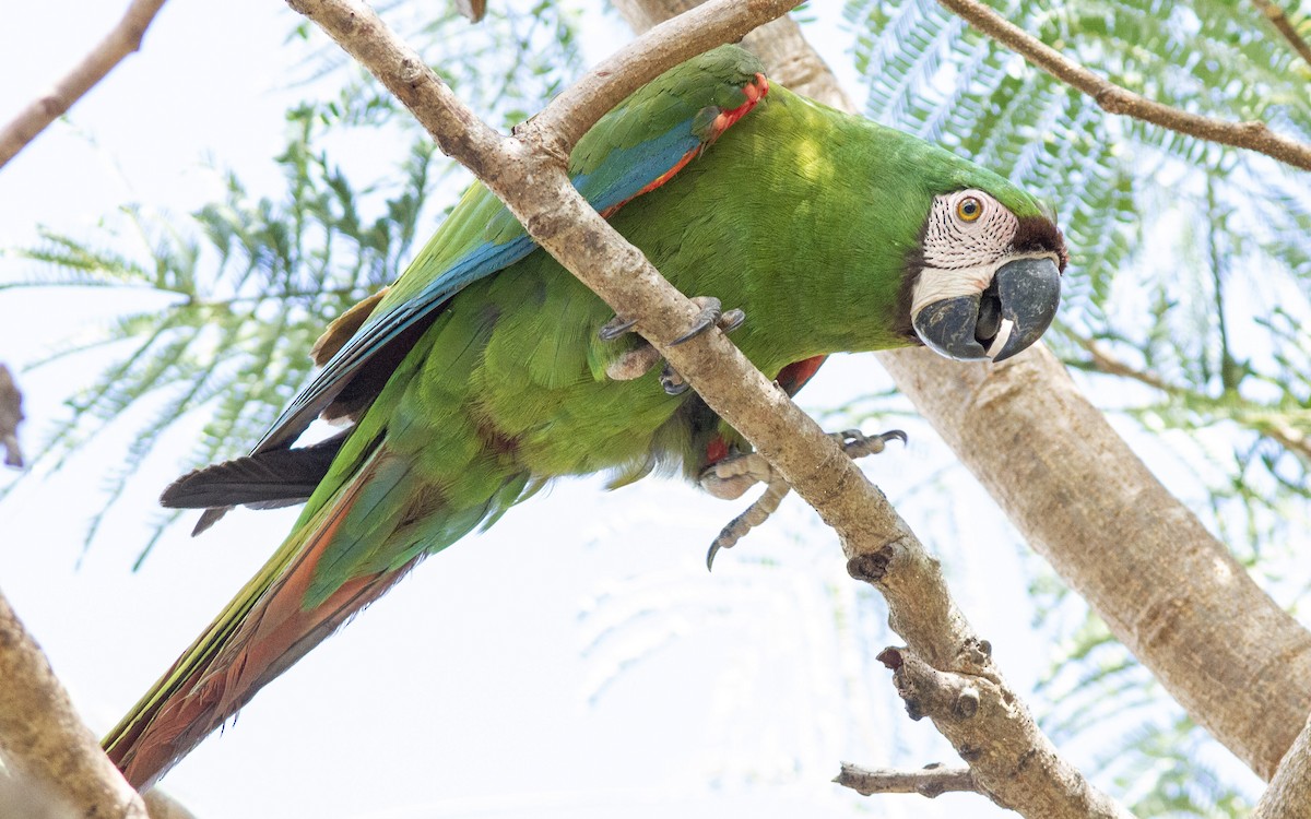 Chestnut-fronted Macaw - ML313618451