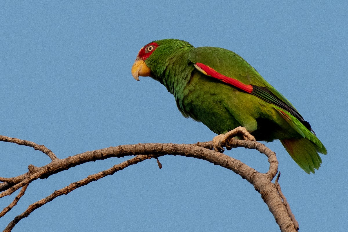White-fronted Parrot - ML313620701
