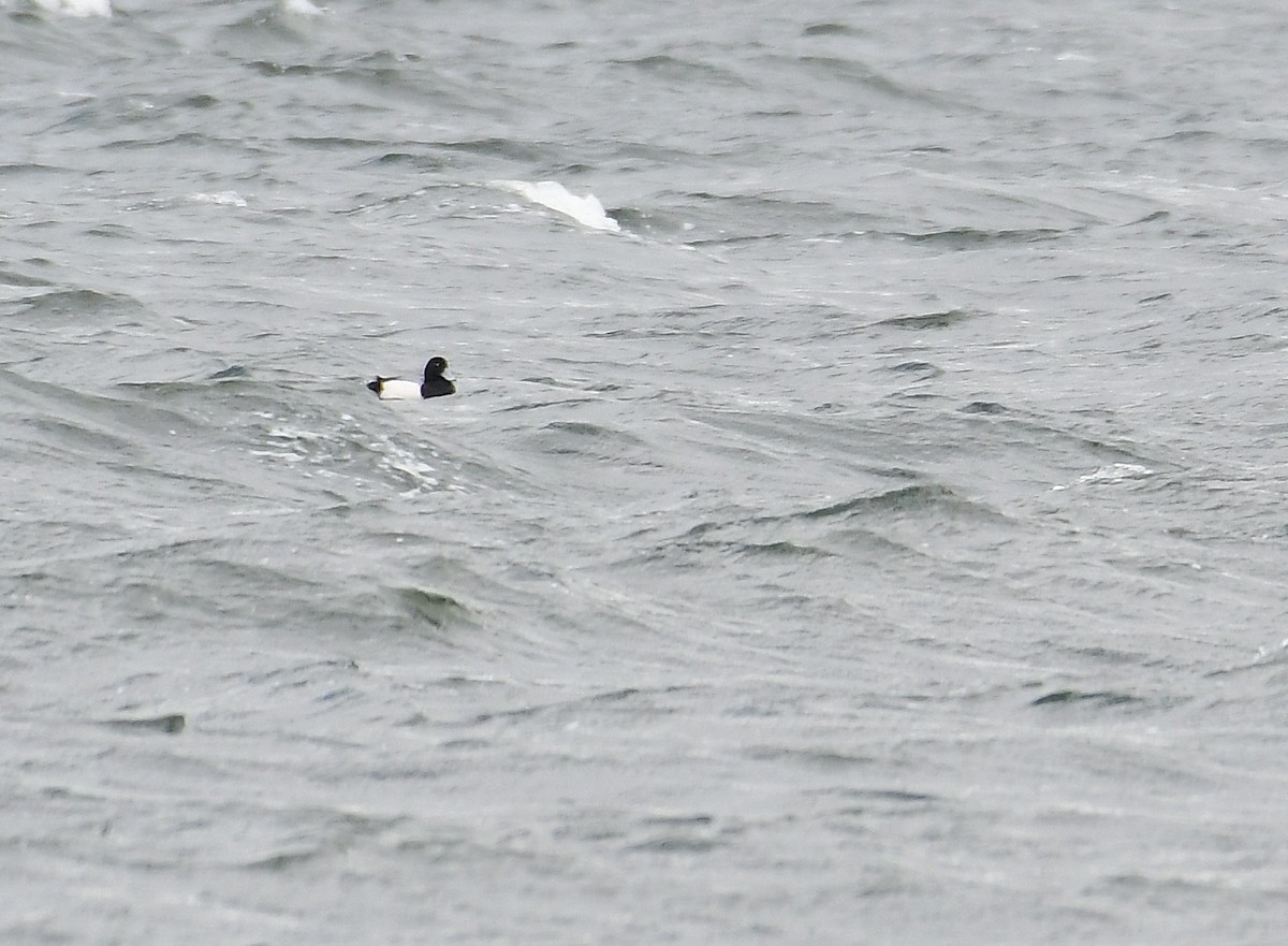 Greater Scaup - Eric Titcomb