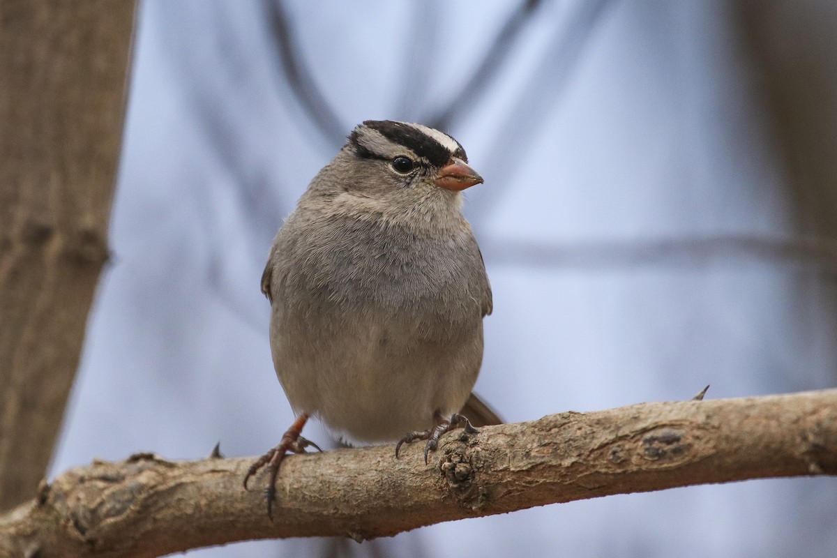White-crowned Sparrow - Jefferson Shank