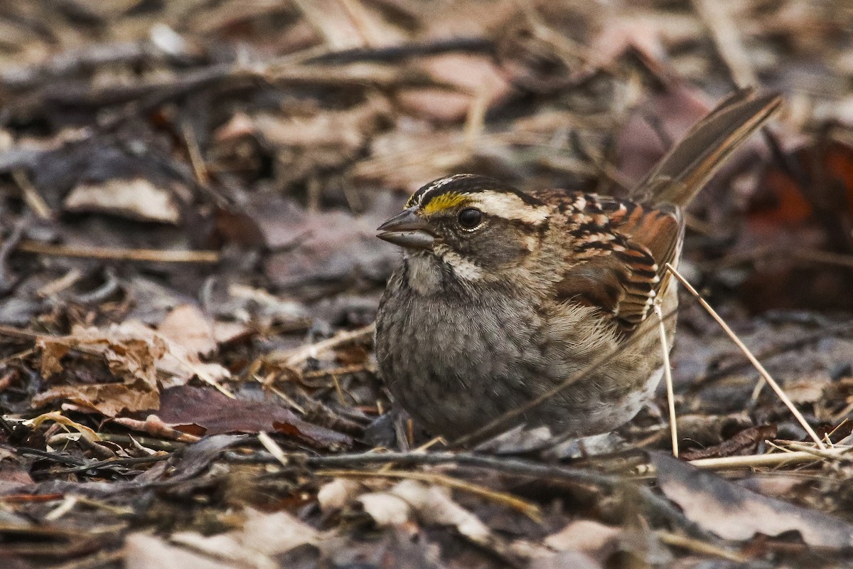 White-throated Sparrow - Jefferson Shank