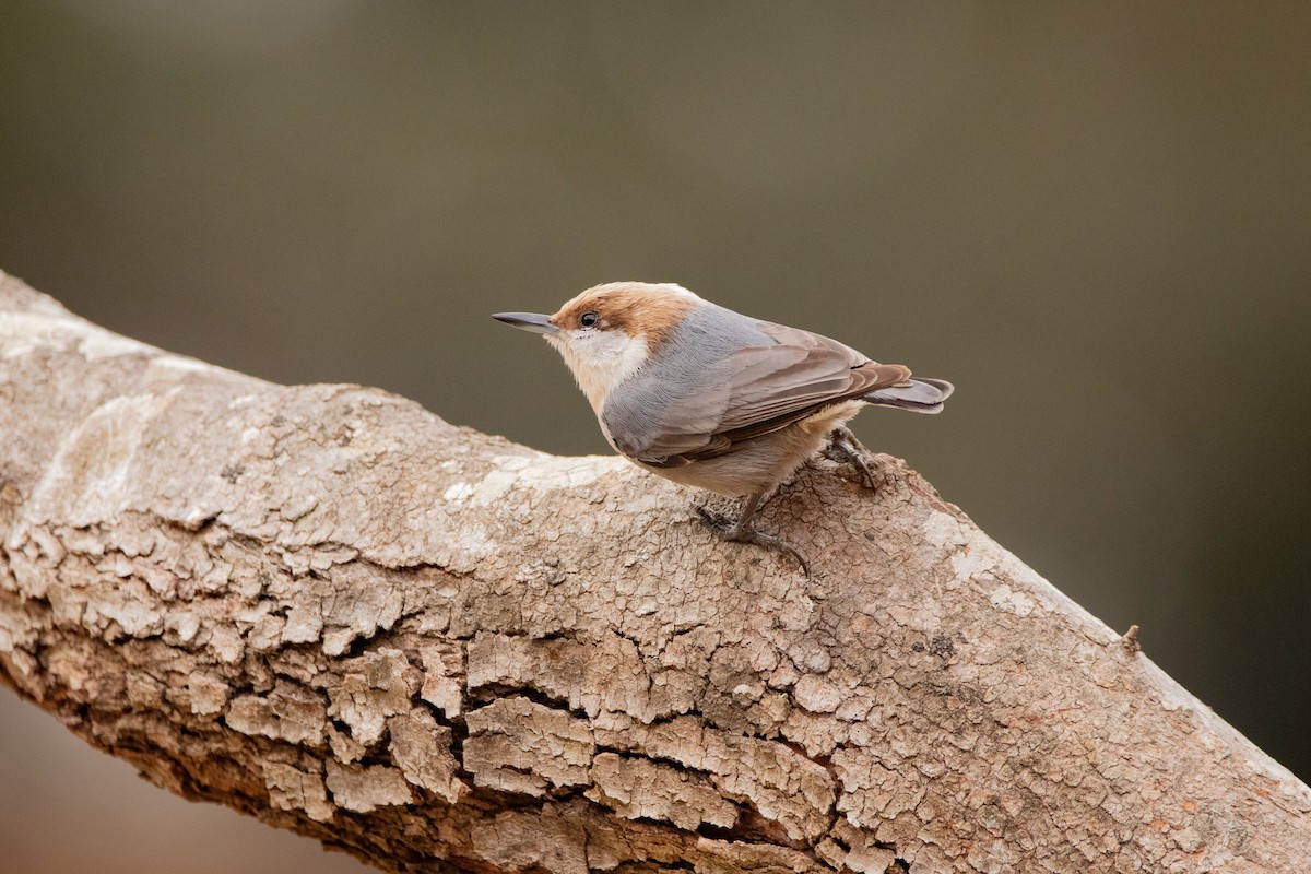 Brown-headed Nuthatch - ML313625271