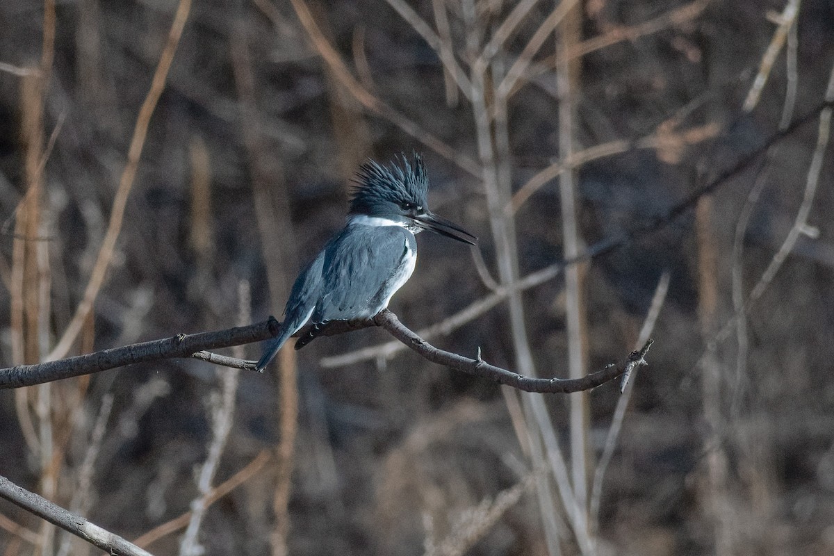Belted Kingfisher - Ron Riley