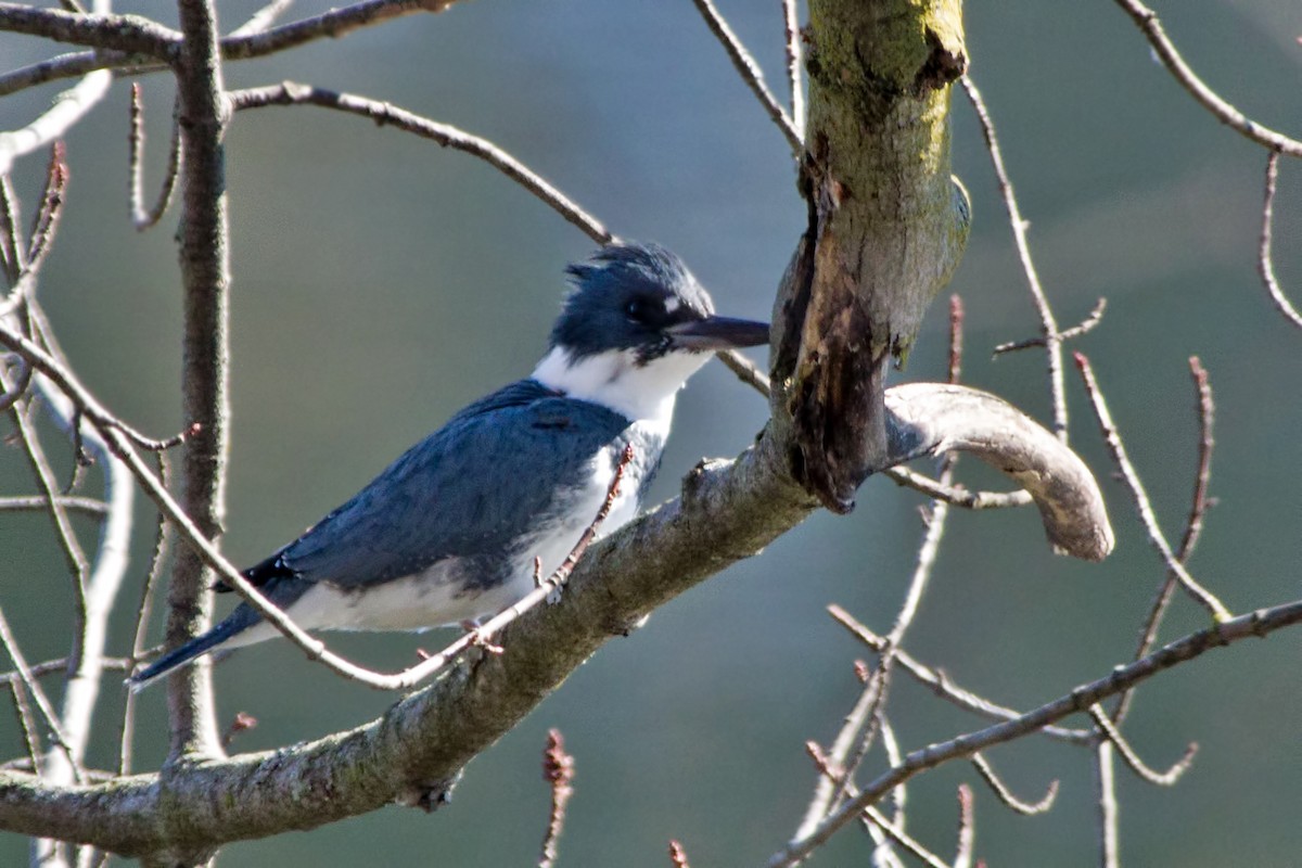Belted Kingfisher - Rob Dickerson