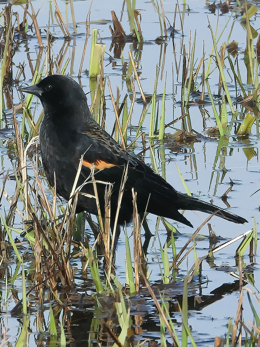 Red-winged Blackbird (Red-winged) - ML313632861