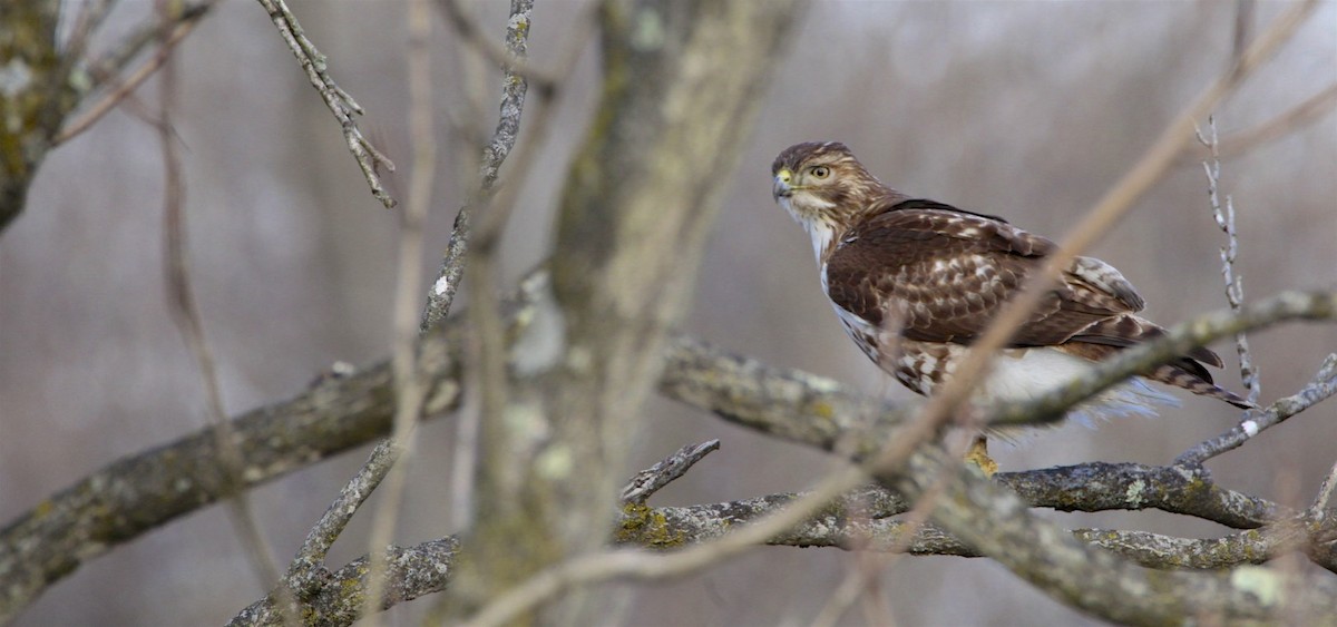 Red-tailed Hawk - ML313634291