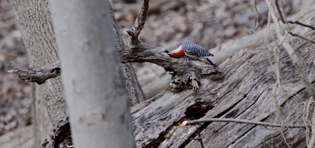 Red-bellied Woodpecker - Vickie Baily