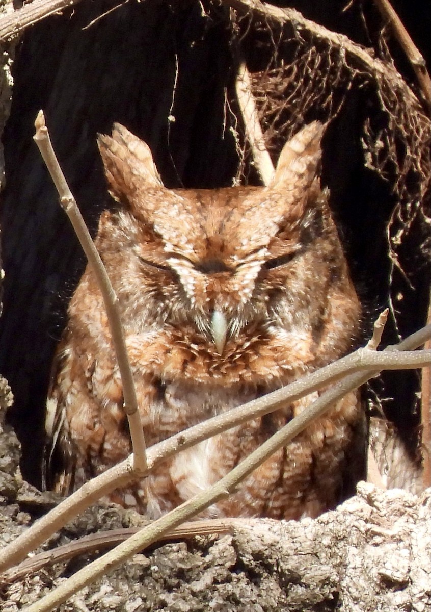 Eastern Screech-Owl - ML313636891