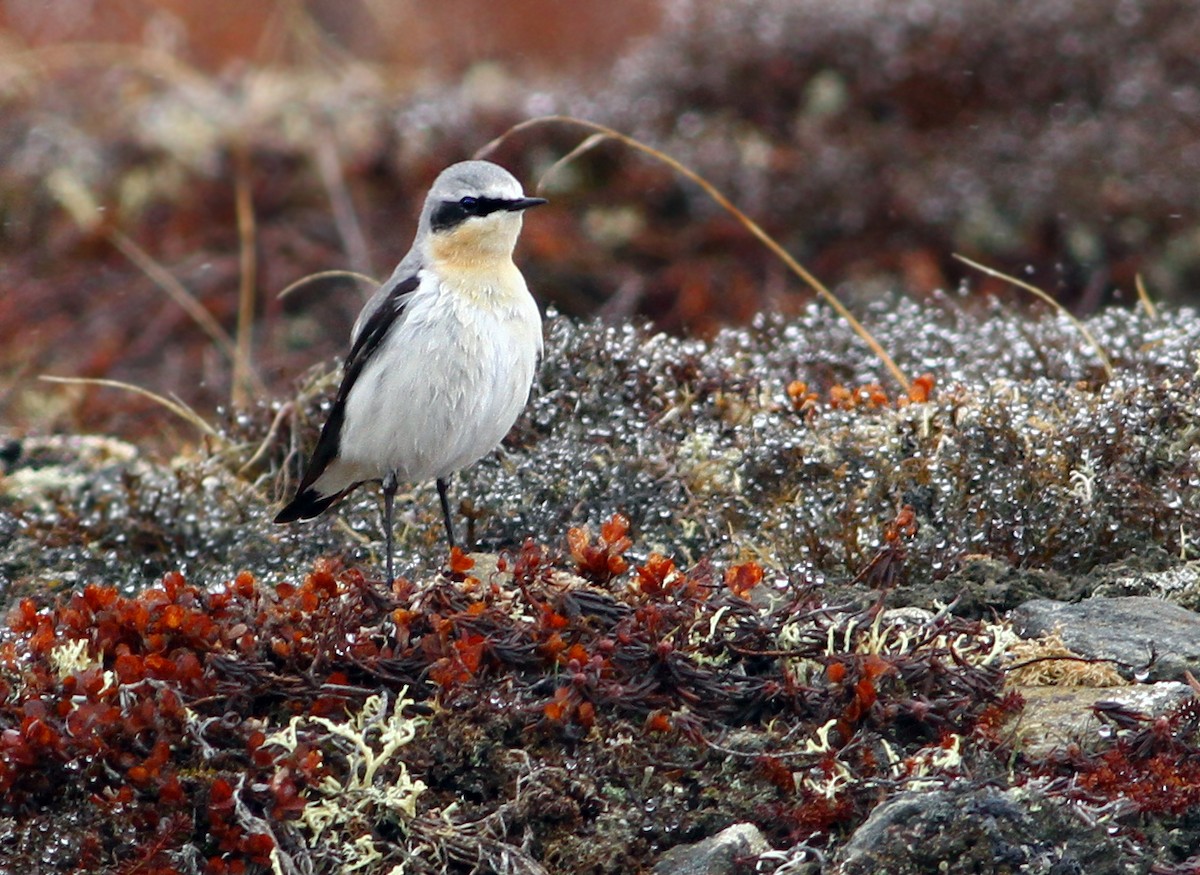 Northern Wheatear - Andrew Spencer