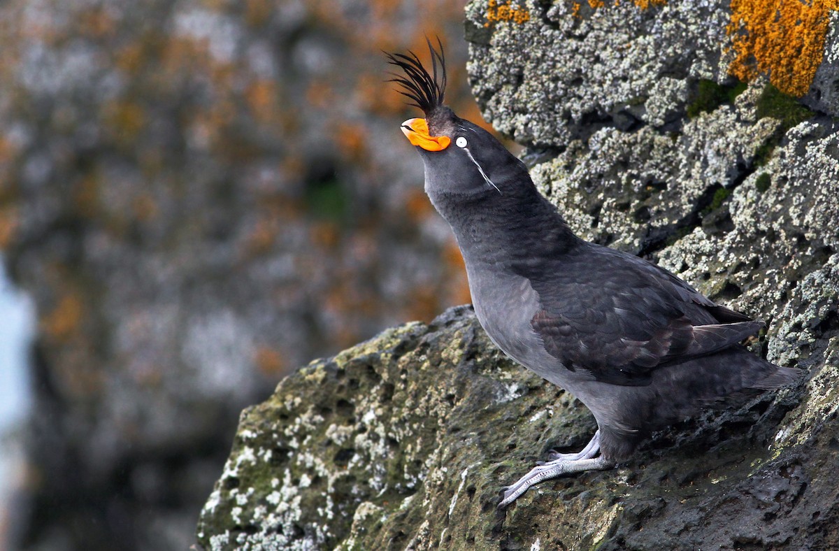 Crested Auklet - ML31364411
