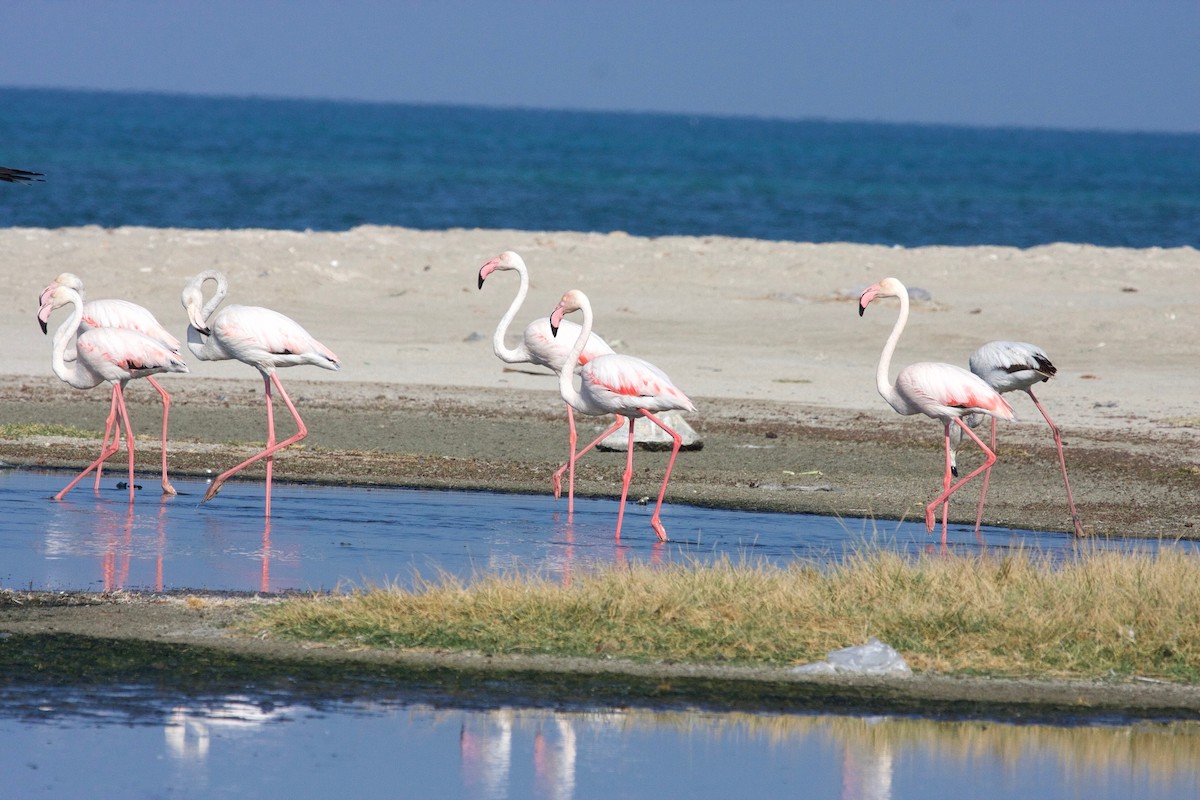 Greater Flamingo - Karl Overman