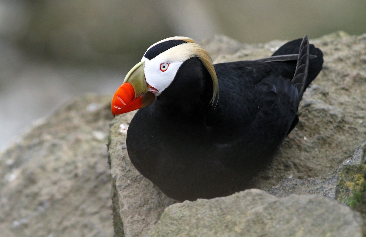 Tufted Puffin - ML31364571