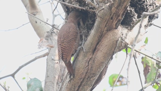Rufous Woodpecker - ML313646971