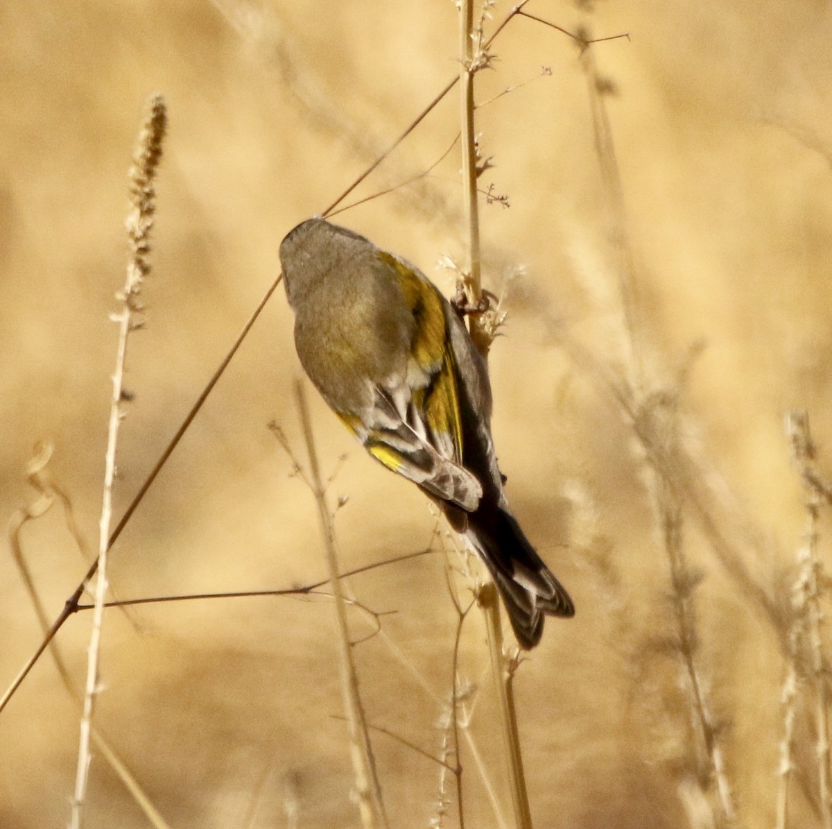 Lawrence's Goldfinch - ML313650321