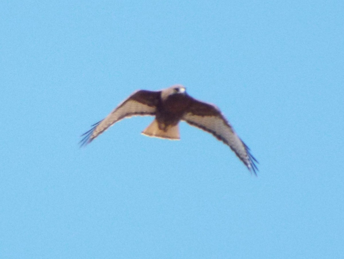 Red-tailed Hawk (Harlan's) - Robert Nunnally