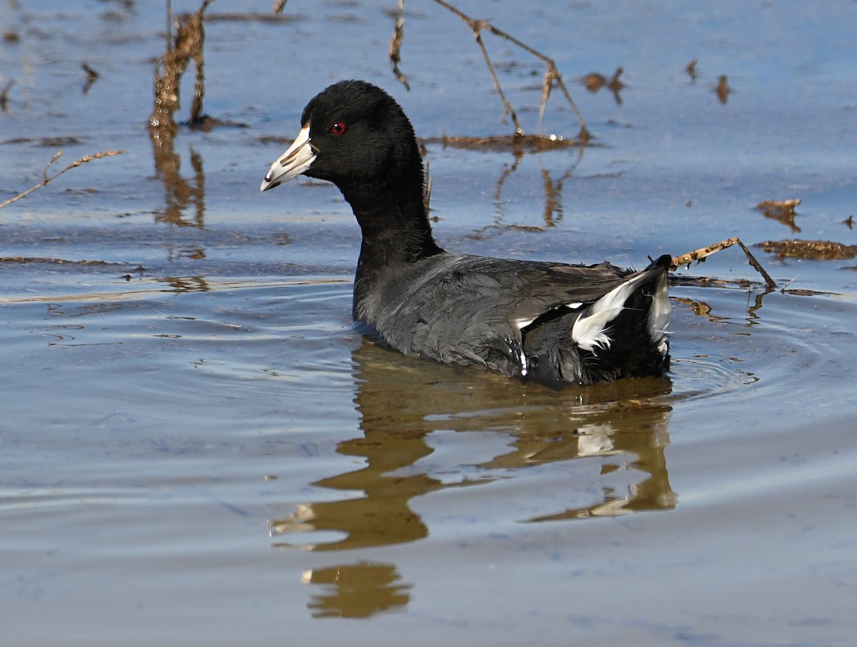 American Coot (Red-shielded) - ML313655361