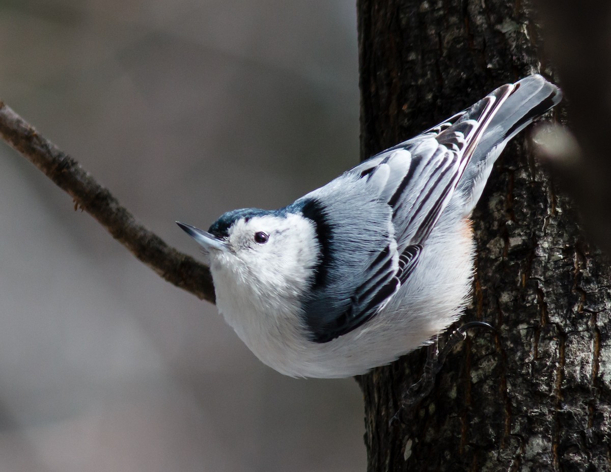 White-breasted Nuthatch - Donald Thompson
