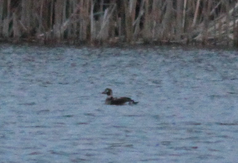 Long-tailed Duck - ML313657191