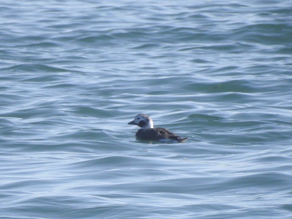 Long-tailed Duck - ML313657371