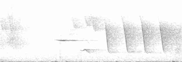 Bornean Whistler - ML313659091