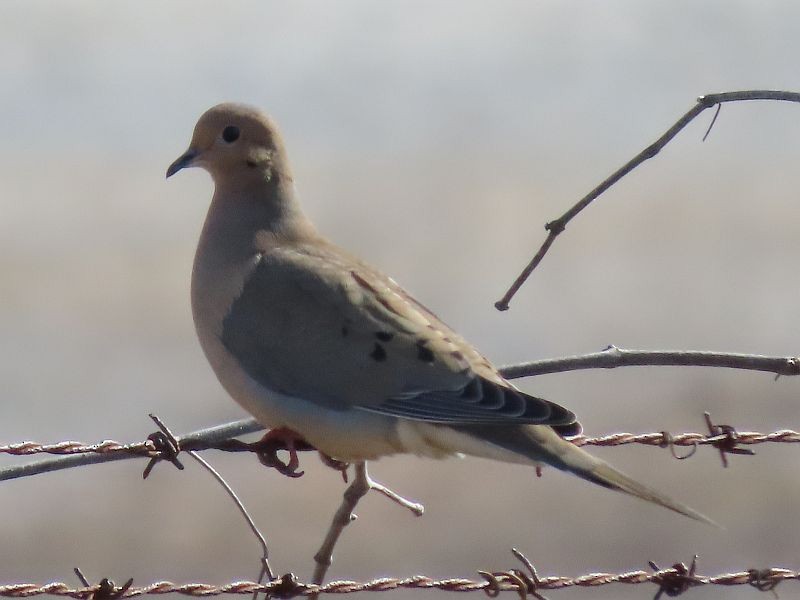 Mourning Dove - Tracy The Birder