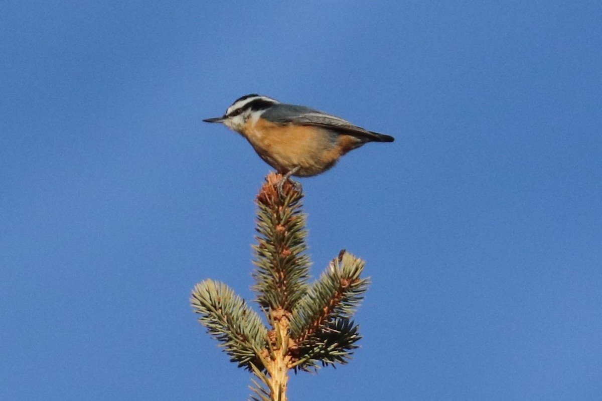 Red-breasted Nuthatch - ML313666051