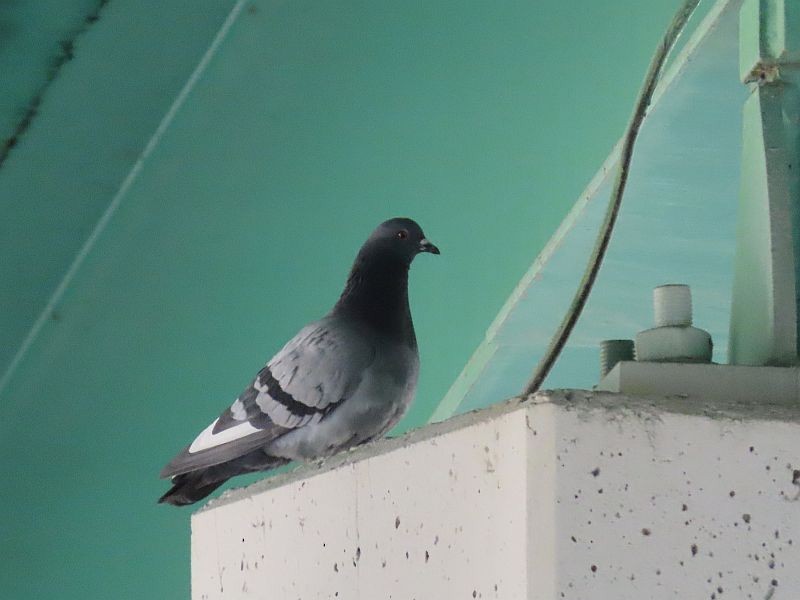 Rock Pigeon (Feral Pigeon) - Tracy The Birder