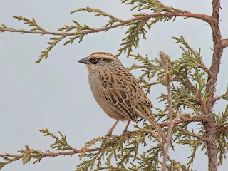  - Striped Sparrow