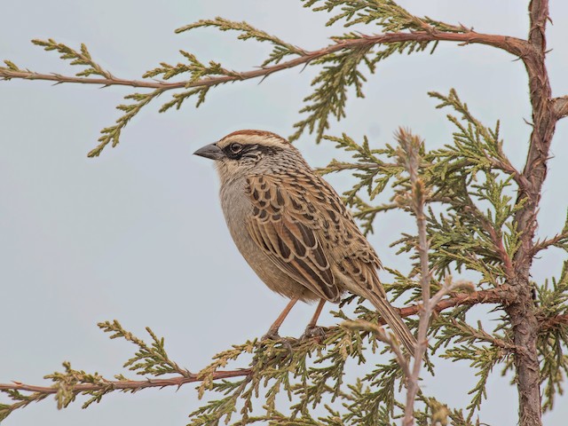  - Striped Sparrow - 