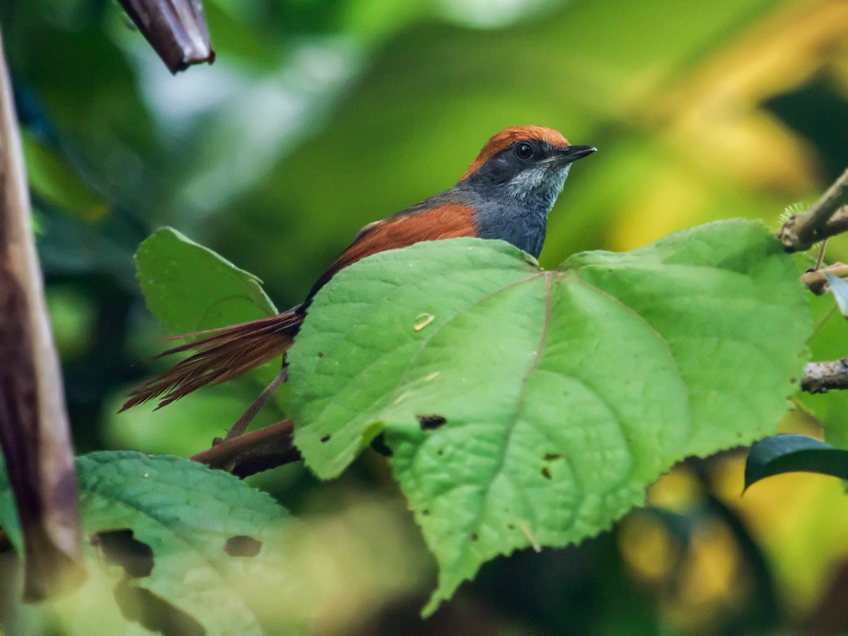 Pinto's Spinetail - Synallaxis infuscata - Birds of the World