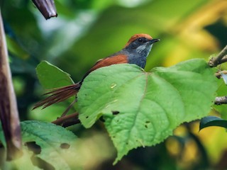 Pinto's Spinetail - Synallaxis infuscata - Birds of the World