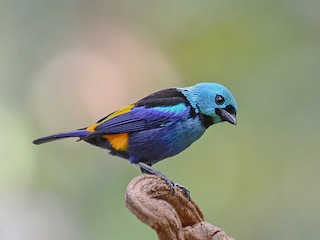  - Seven-colored Tanager