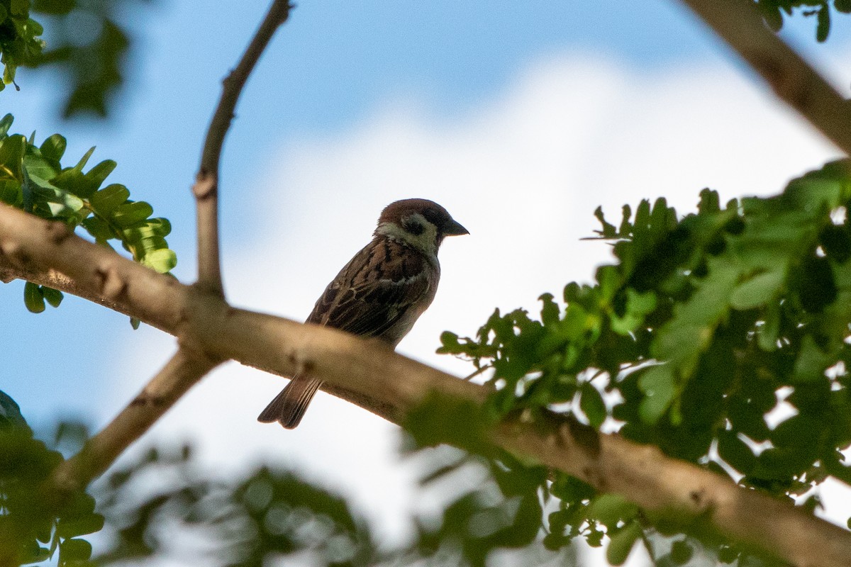 Eurasian Tree Sparrow - ML313678601