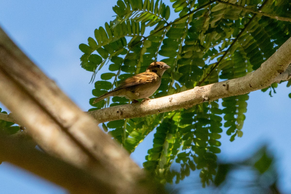 Eurasian Tree Sparrow - Shane Sherwood