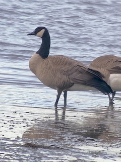 Canada Goose, ML313682031