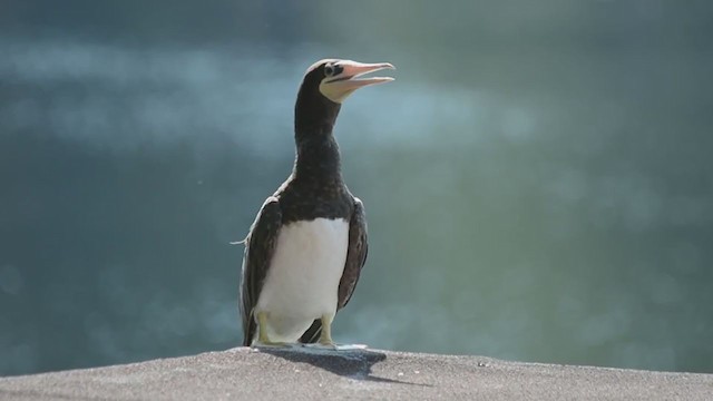 Brown Booby - ML313690961