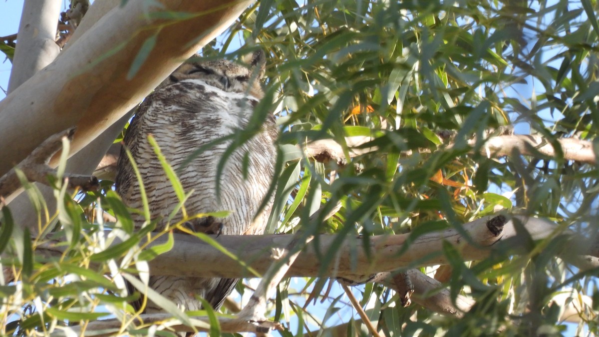 Great Horned Owl - ML313691591