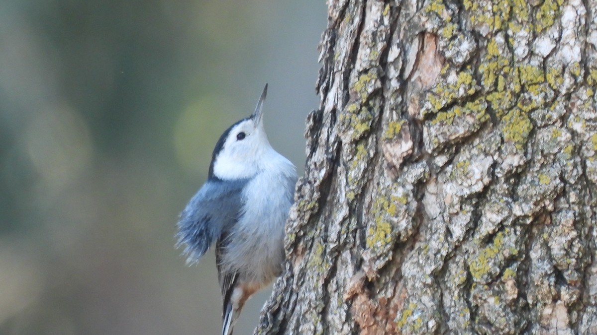 White-breasted Nuthatch - ML313691921