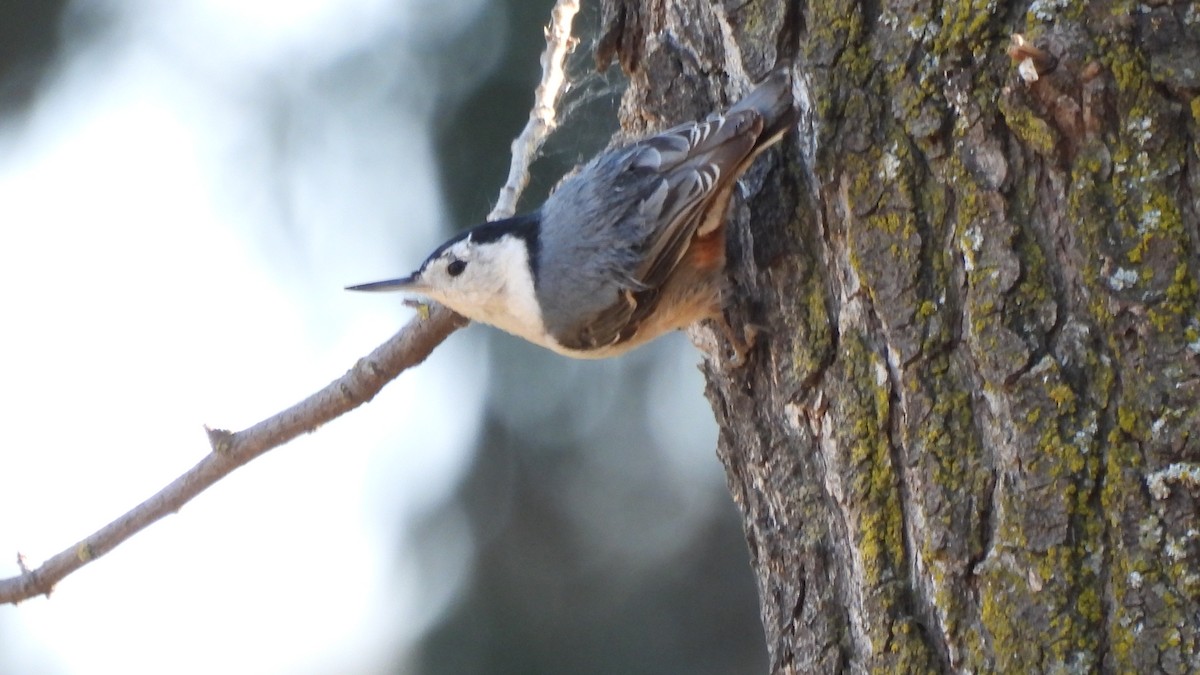 White-breasted Nuthatch - ML313691951