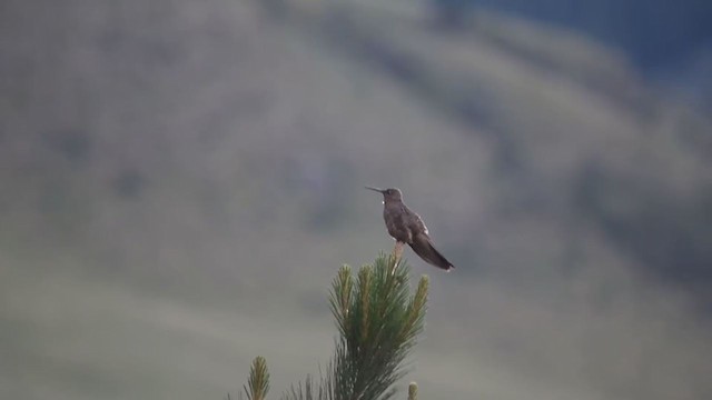 Giant Hummingbird - ML313694791