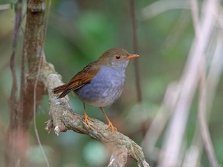  - Orange-billed Nightingale-Thrush (Brown-headed)
