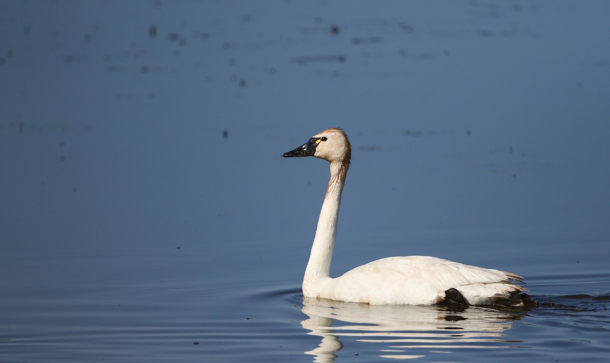 Tundra Swan (Whistling) - Jay McGowan